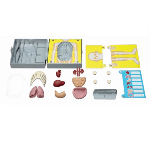 STEM-набір 4М Будова тіла 00-03373 Прев'ю 2